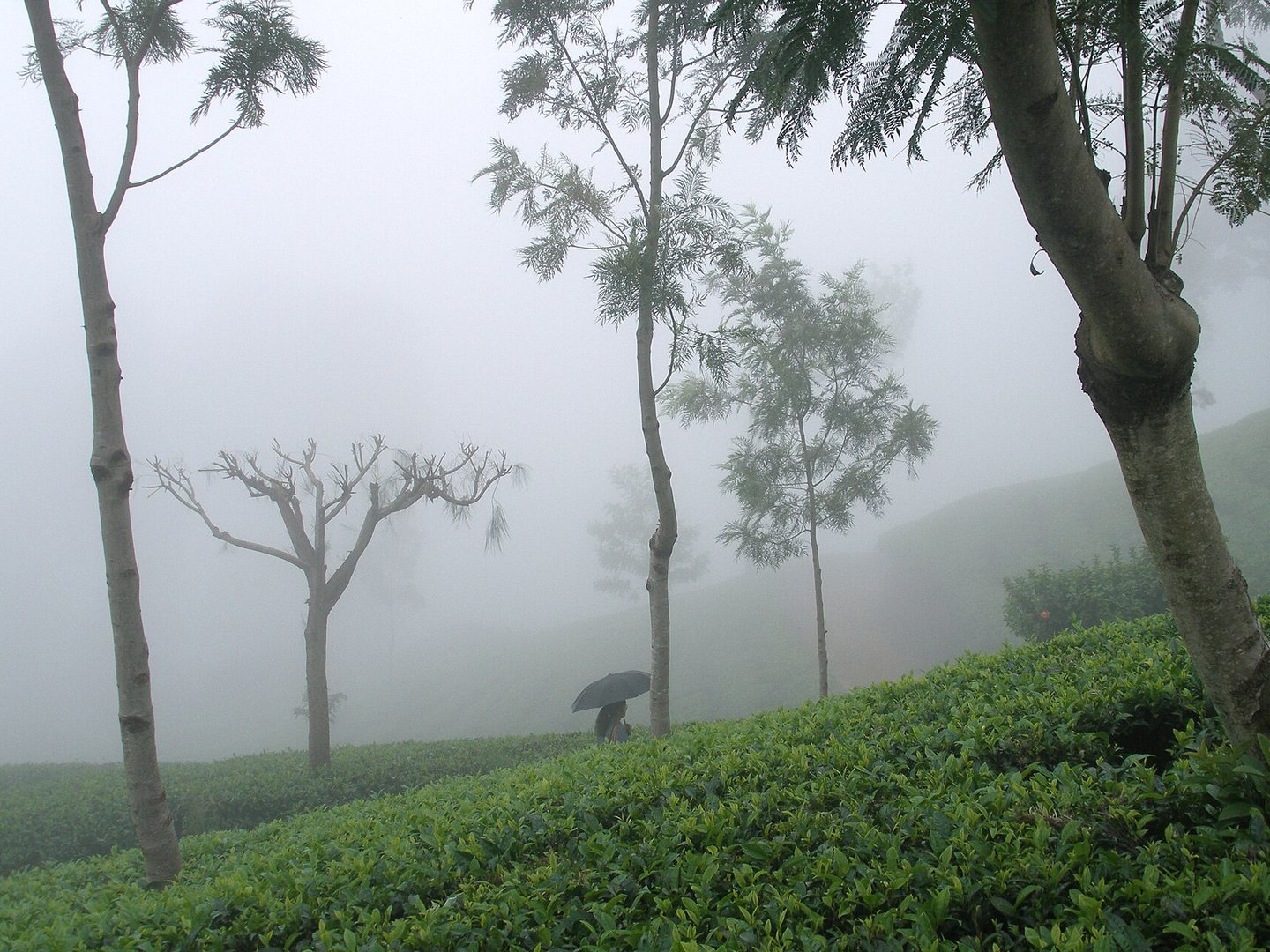 Tea plantations in mist among tall trees in the Sri Lankan hill country