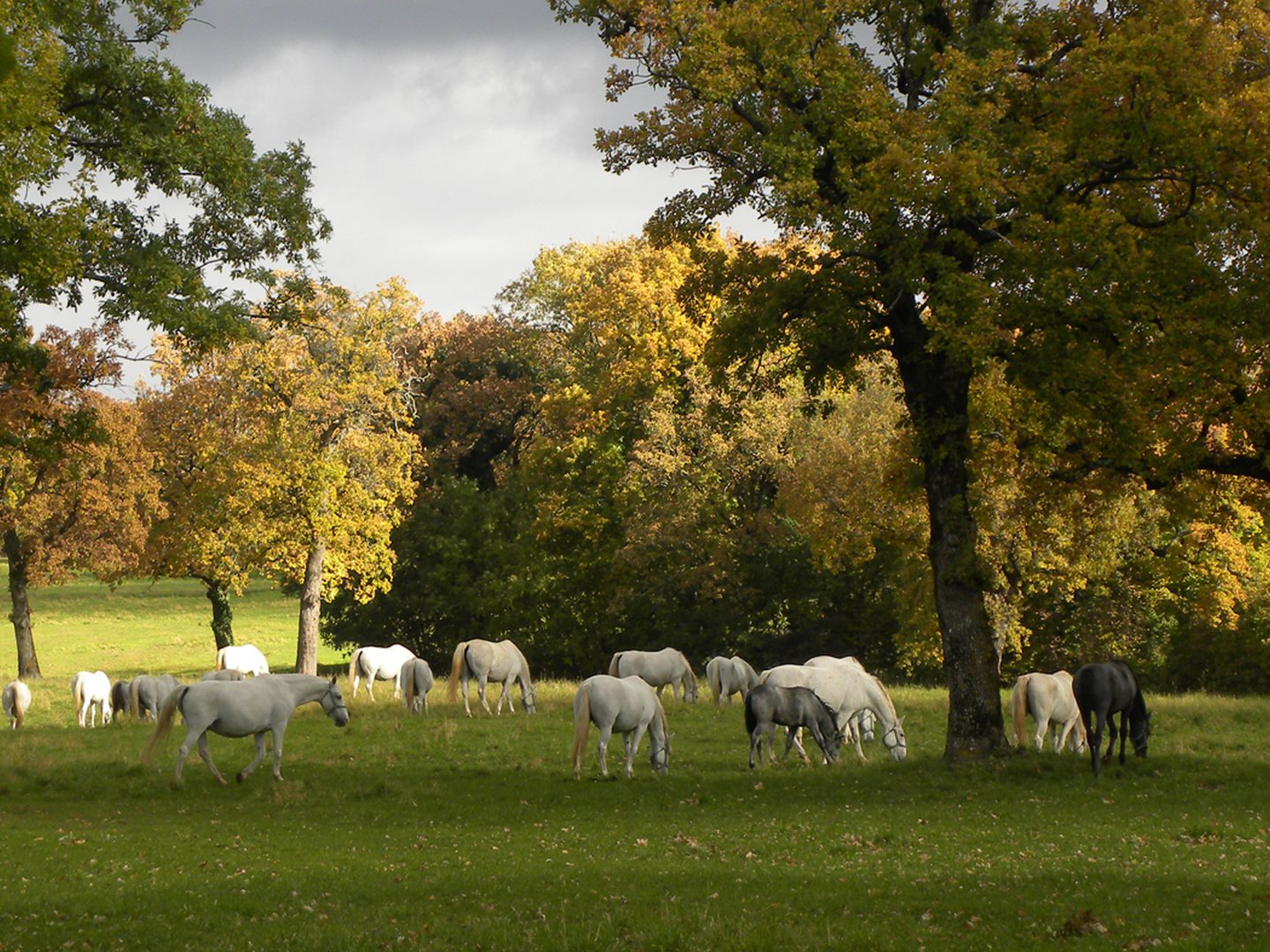 White Lipizzaner horses grazing in parkland at the Lipica stud farm in Slovenia