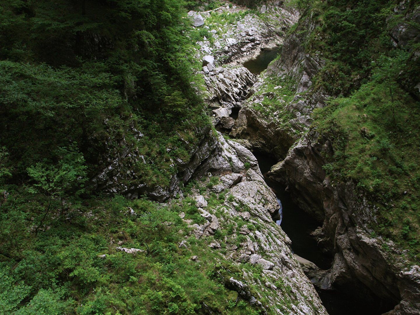 Green limestone gorge with a footpath leading to the Škocjan cave system