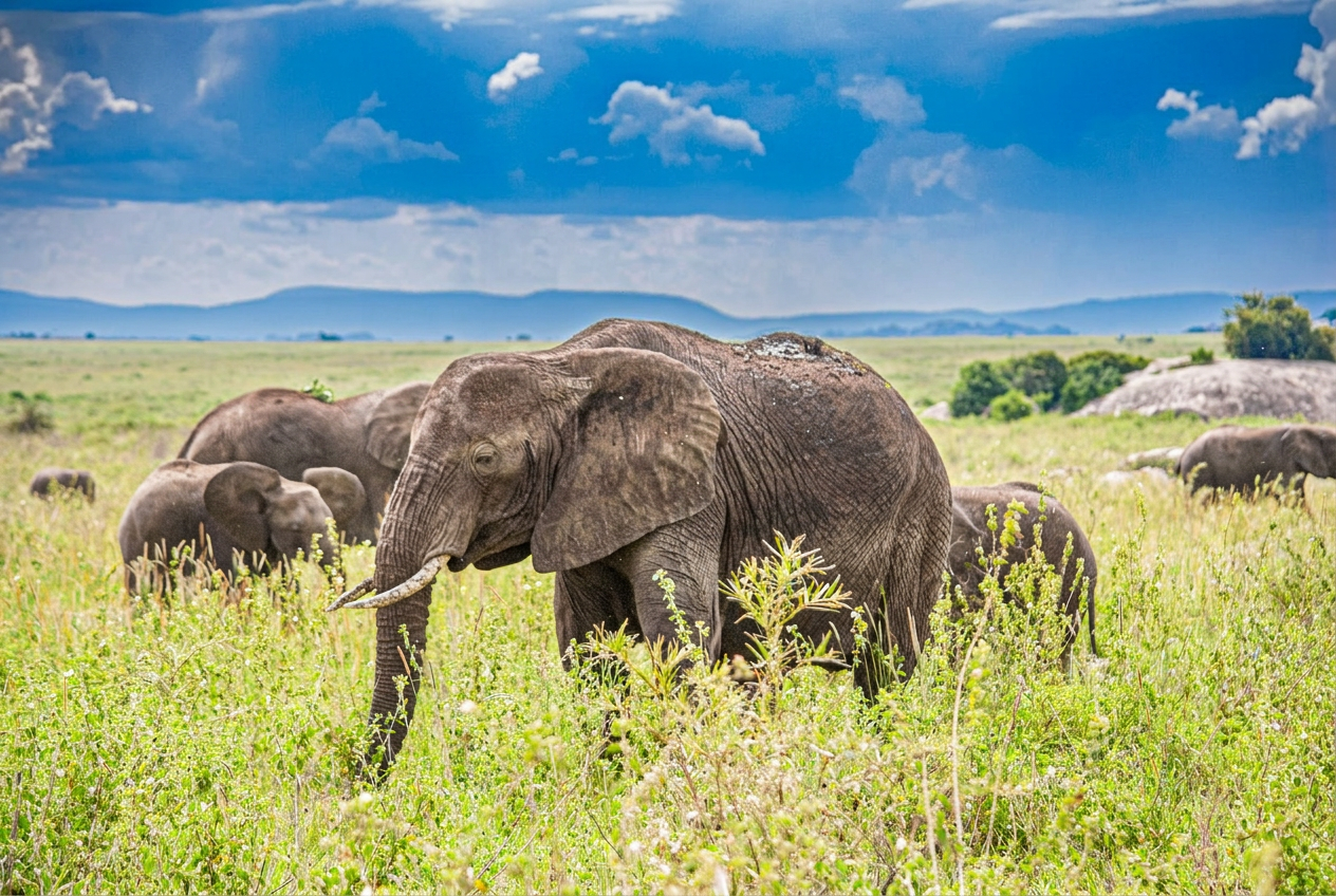 Arusha, Tanzania — safari landscape